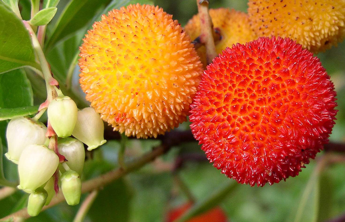 Arbutus unedo  / Corbezzolo